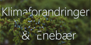 Klimaforandringer kan ændre smagen af gin