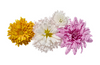 Blomster